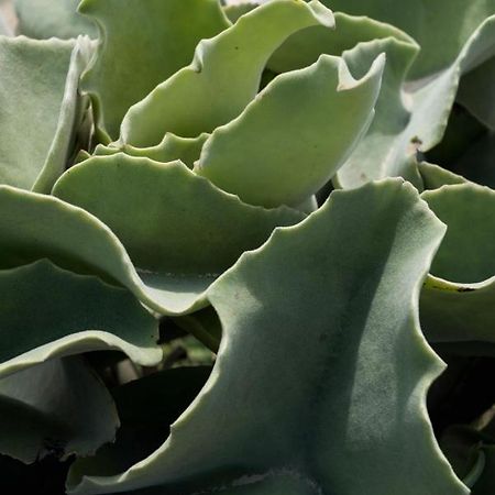 Casa Ulivo Agave Favignana At My Place Екстериор снимка